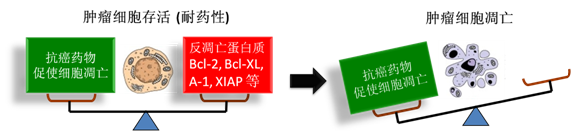 图 1：肿瘤细胞通过反凋零蛋白产生耐药性，对反凋零蛋白的抑制将改变平衡，消除肿瘤耐药性。