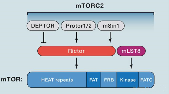 mTORC2的组成蛋白主要有Rictor、mSin1、mSLT8和Protor等