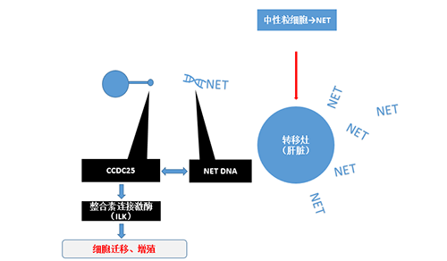 除了单纯的捕获，NET DNA与CCDC-25的结合还增强了癌细胞的侵袭行为，促进了癌症的肝转移。