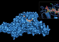 Science重磅！一种“分子剪刀”如何成为COVID-19药物的重要靶标？