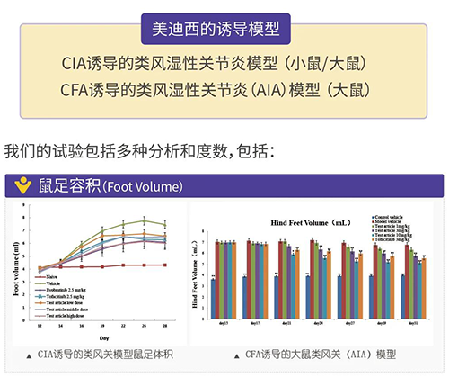富联娱乐诱导的类风湿性关节炎模型