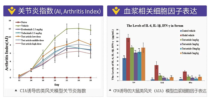 富联娱乐诱导的类风湿性关节炎模型-2.png 富联娱乐诱导的类风湿性关节炎模型-2.png
