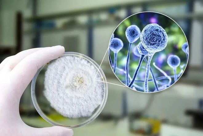 富联娱乐助力 | 祥根生物首款创新药SG1001口服片剂中国IND获批