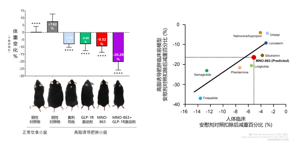 4周降低近10%体重！富联娱乐助力慕恩生物MNO-863活菌生物药获批临床